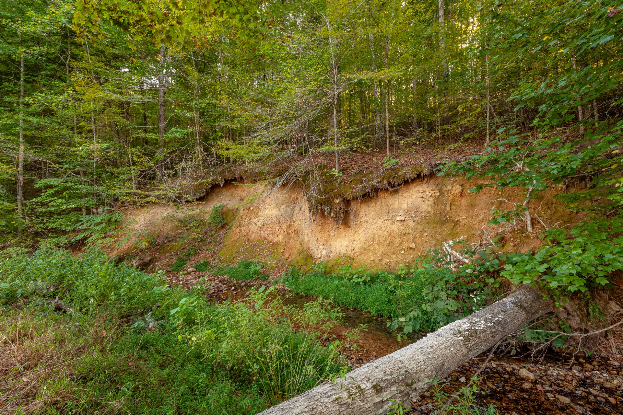 0 Puckett Hollow Road Centerville, TN 37033 - Photo 26 of 53 a view of a lake with a yard
