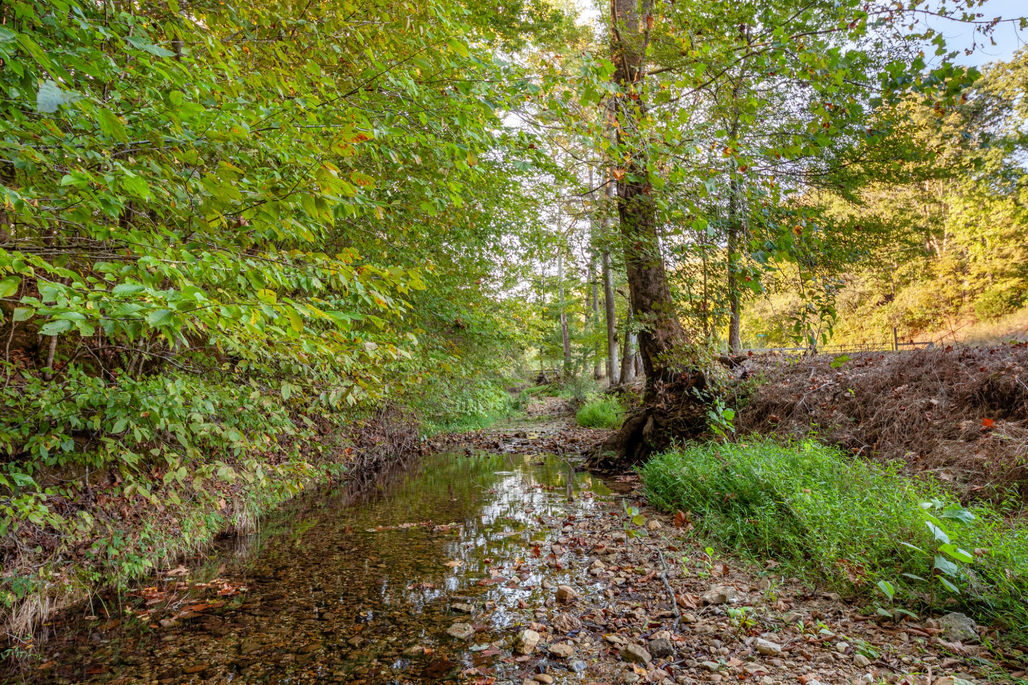 0 Puckett Hollow Road Centerville, TN 37033 - Photo 5 of 53 a backyard of a house with lots of green space