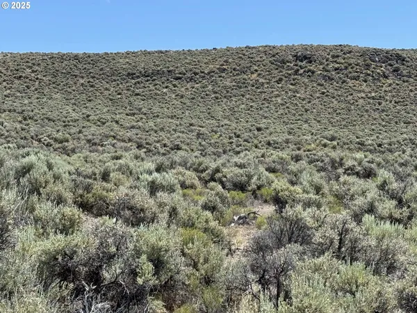 a view of a dry yard with trees