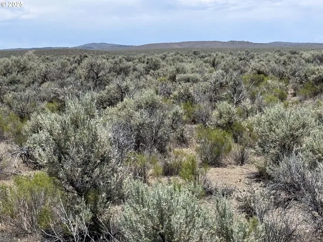 a view of a dry yard with large trees