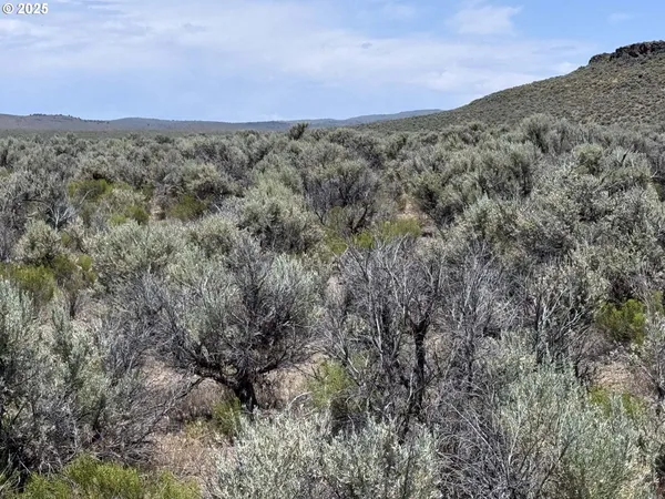 a view of a dry yard