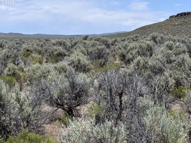 a view of a dry yard