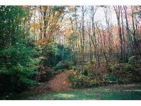 4605 Greene Mountain Road Greeneville, TN 37743 - Photo 4 of 11 Photo 4