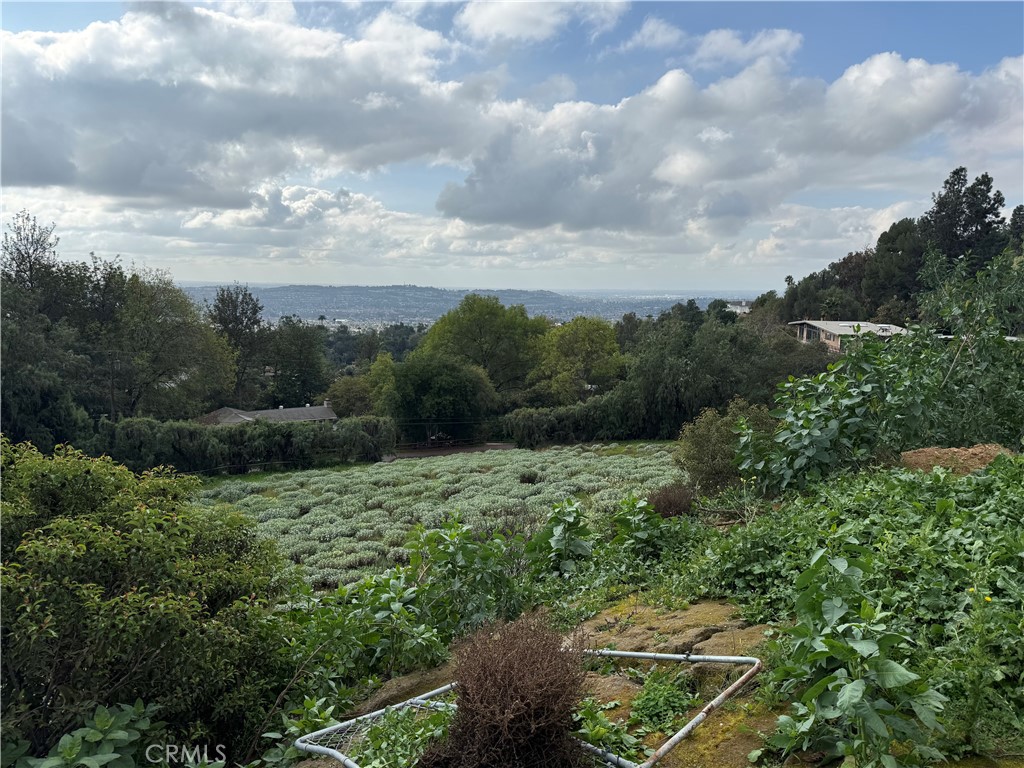 707 Dorothea Road La Habra Heights, CA 90631 - Photo 2 of 6 a view of a bunch of trees