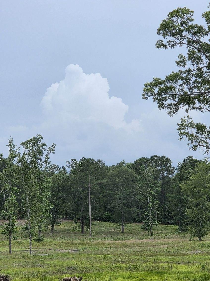 Partially Cleared Land