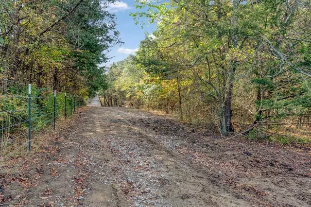 a view of a forest with trees in the background