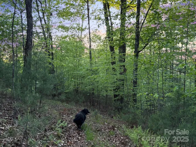 a view of a forest with trees