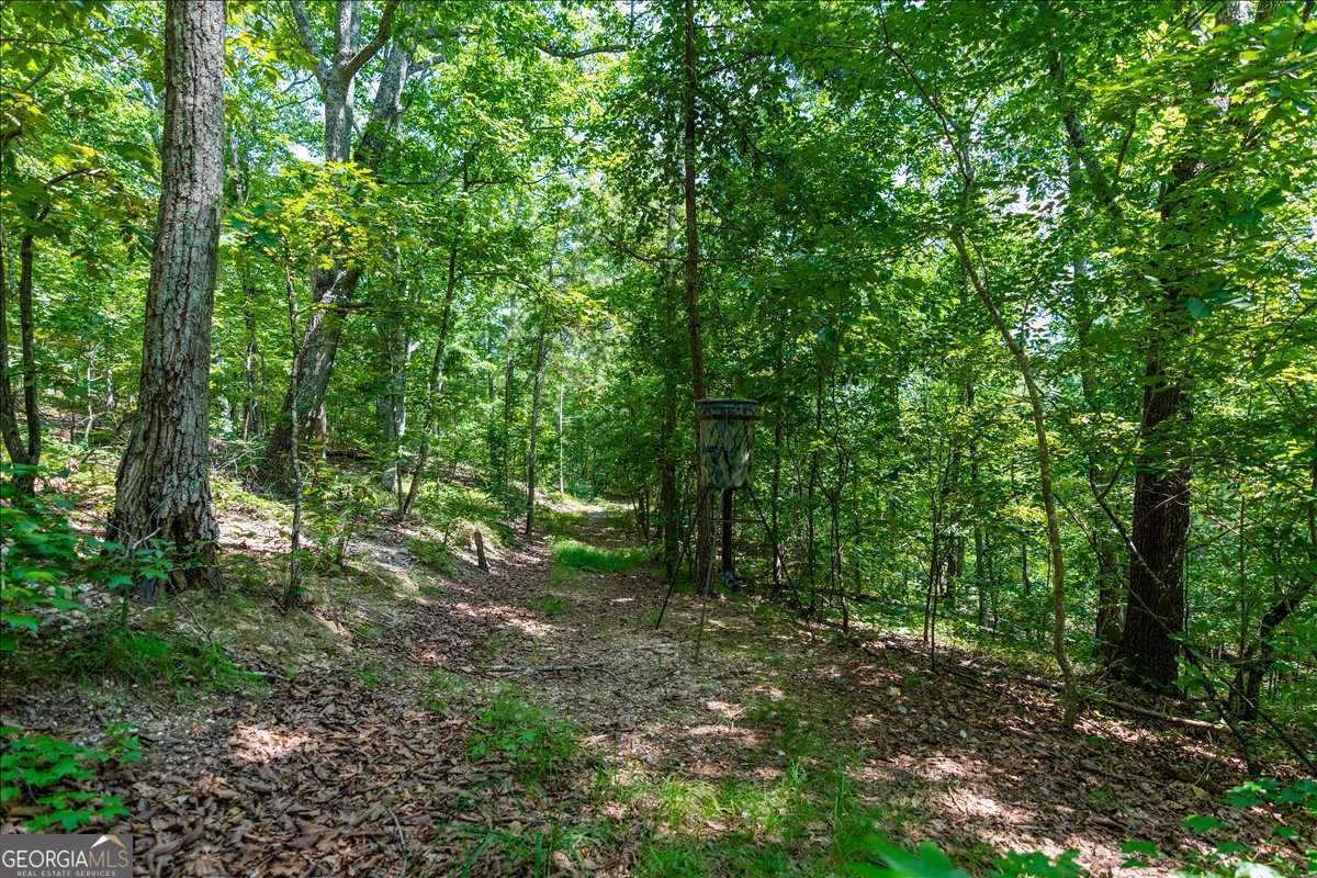 0 East Hermitage Road Northeast, Unit LOT 6 Rome, GA 30161 - Photo 16 of 44 a view of a forest with trees in the background
