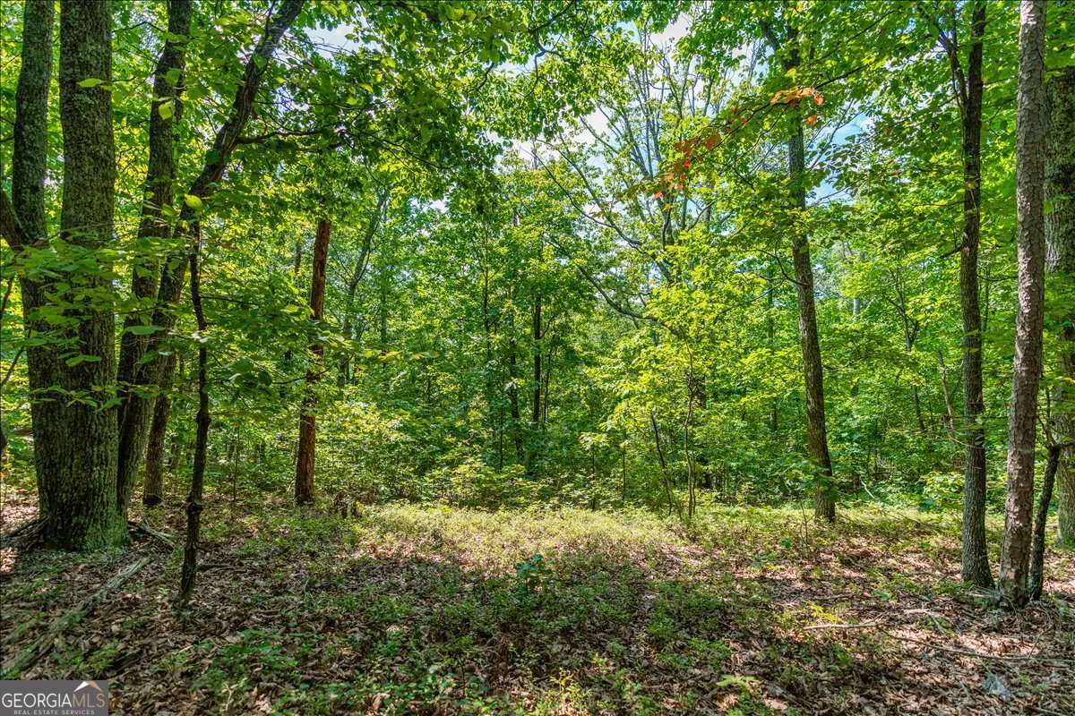 0 East Hermitage Road Northeast, Unit LOT 6 Rome, GA 30161 - Photo 20 of 44 a view of a lush green forest