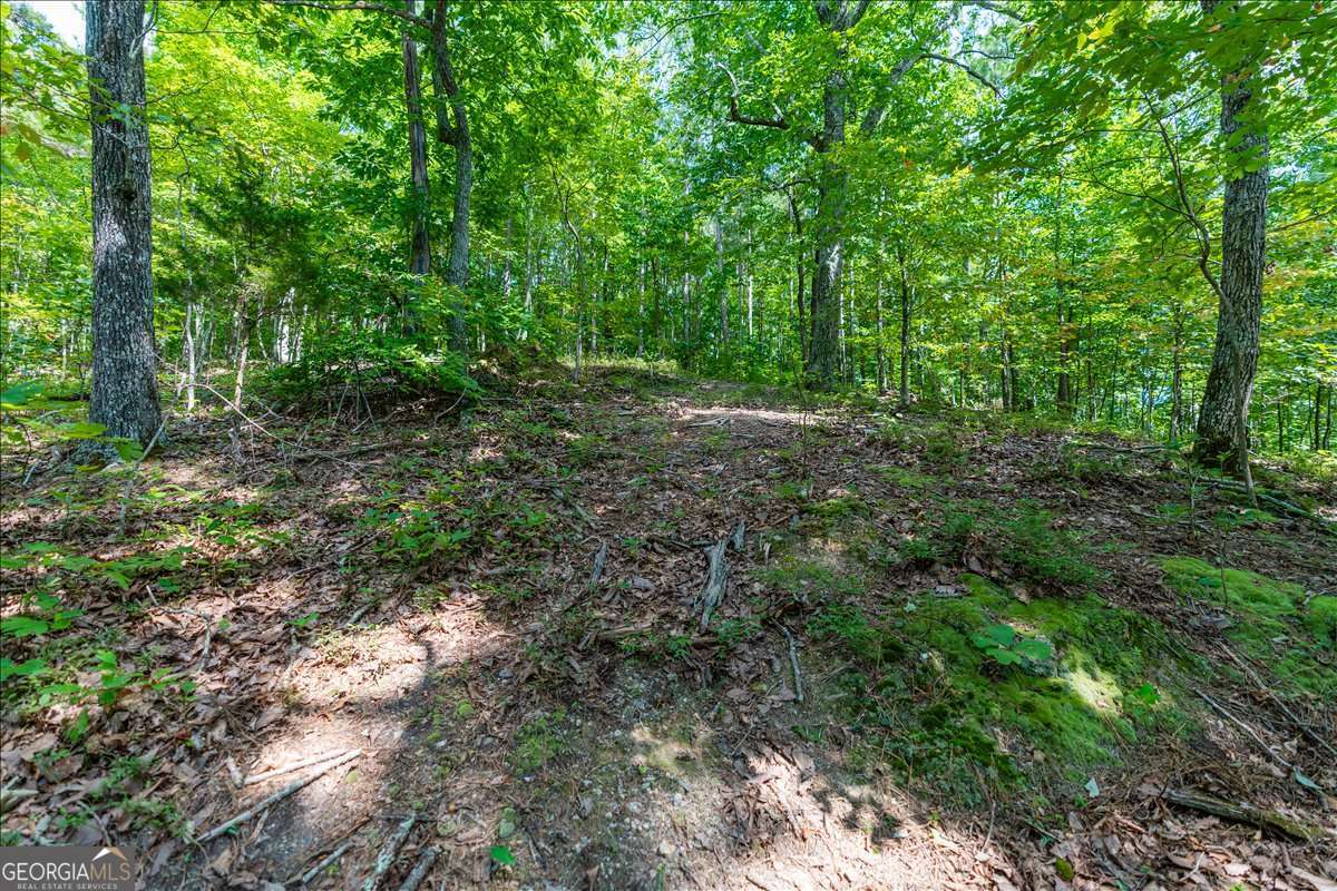0 East Hermitage Road Northeast, Unit LOT 6 Rome, GA 30161 - Photo 22 of 44 a view of a lush green forest