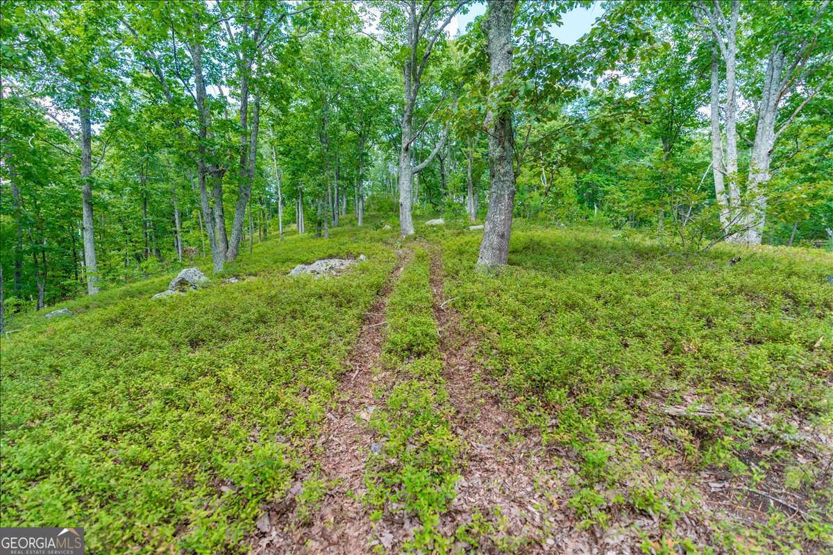 0 East Hermitage Road Northeast, Unit LOT 6 Rome, GA 30161 - Photo 28 of 44 a view of a lush green forest