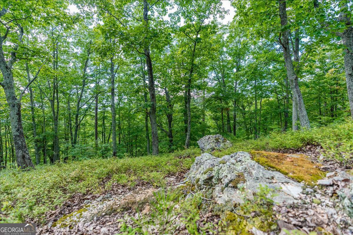 0 East Hermitage Road Northeast, Unit LOT 6 Rome, GA 30161 - Photo 29 of 44 a big yard with lots of green space and deers