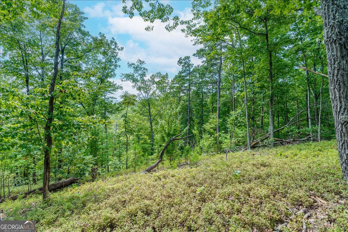 0 East Hermitage Road Northeast, Unit LOT 6 Rome, GA 30161 - Photo 32 of 44 a view of a lush green forest