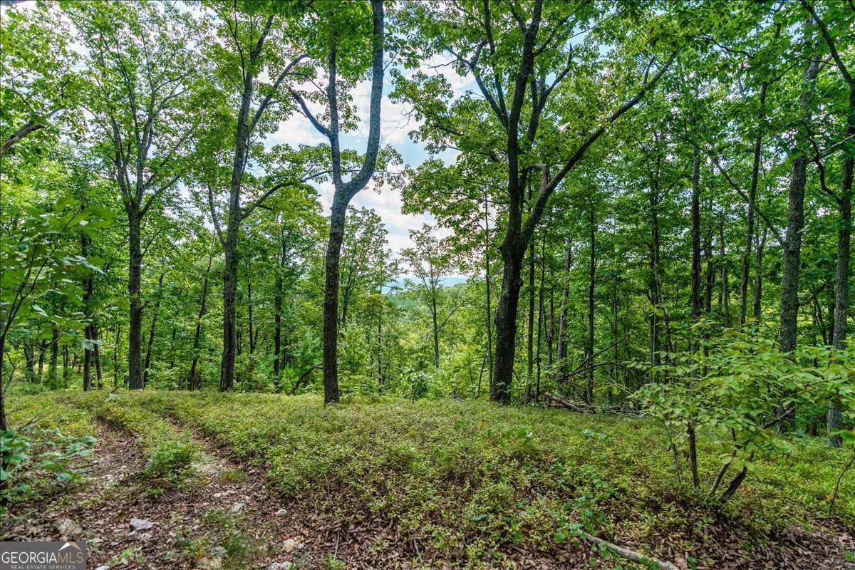 0 East Hermitage Road Northeast, Unit LOT 6 Rome, GA 30161 - Photo 33 of 44 a view of outdoor space and green space