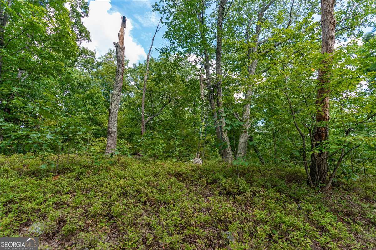 0 East Hermitage Road Northeast, Unit LOT 6 Rome, GA 30161 - Photo 34 of 44 a view of a lush green forest