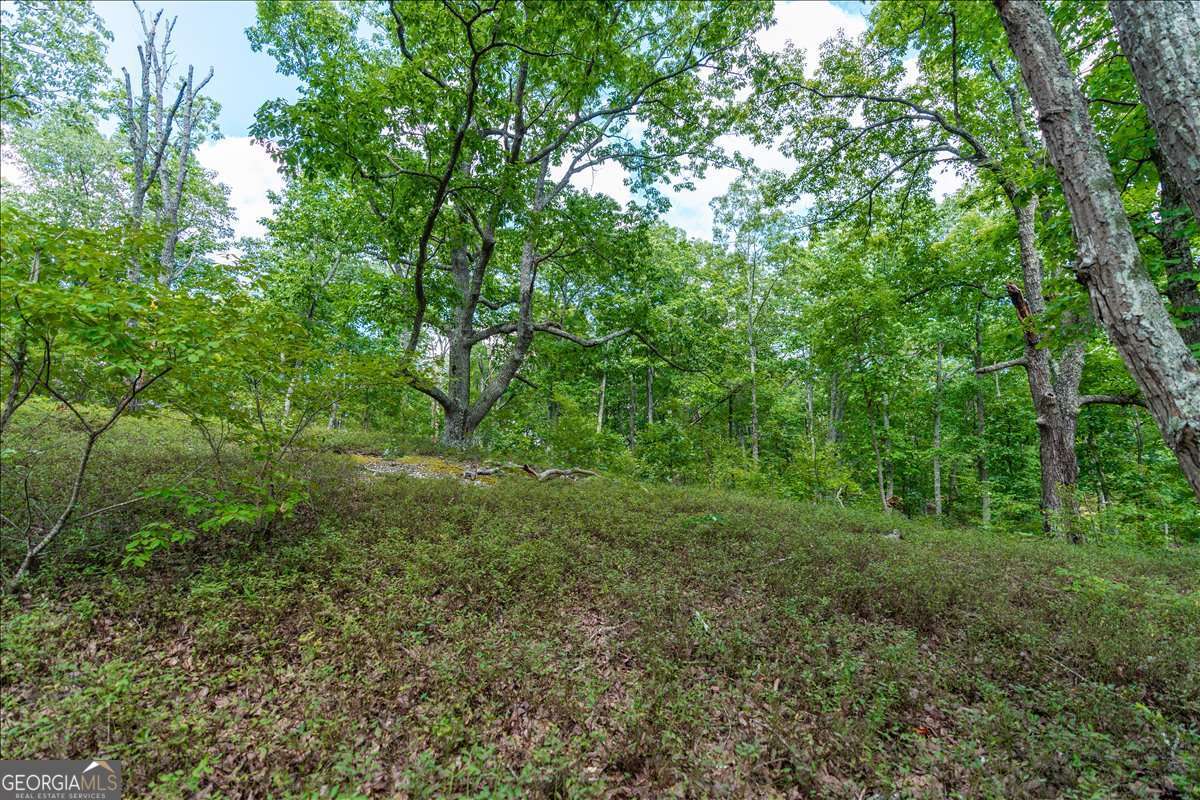 0 East Hermitage Road Northeast, Unit LOT 6 Rome, GA 30161 - Photo 35 of 44 a view of a lush green forest