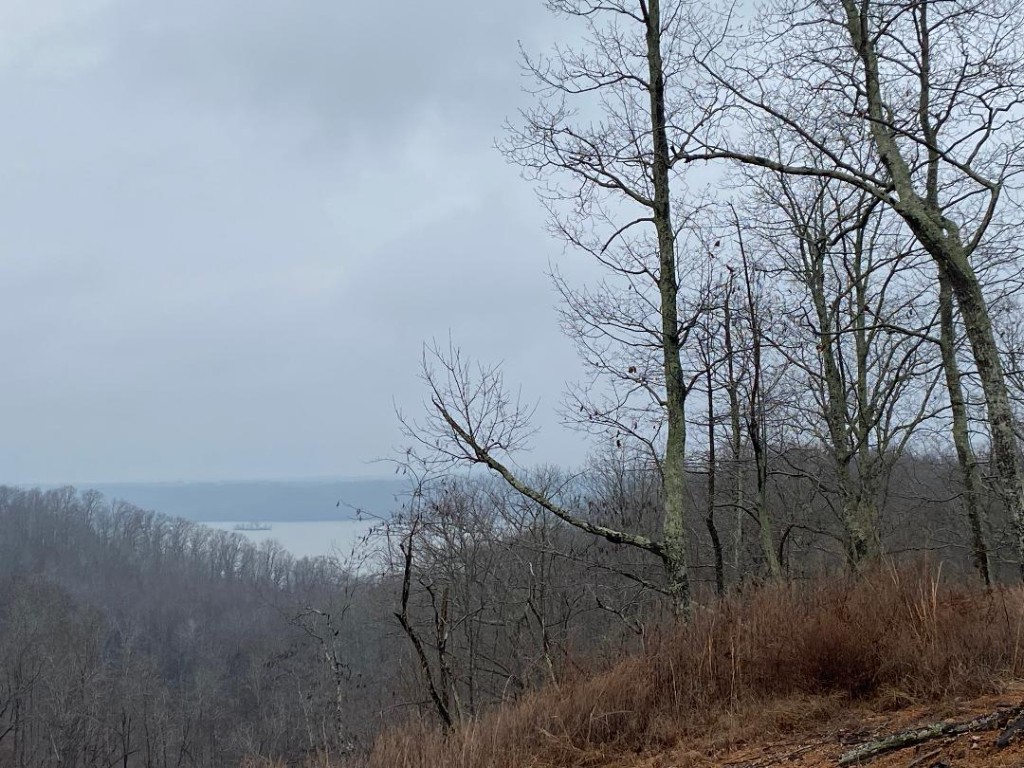 56 Ridge Top Road Stewart, TN 37175 - Photo 5 of 12 a view of a forest with a tree