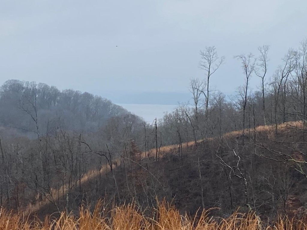 56 Ridge Top Road Stewart, TN 37175 - Photo 8 of 12 a view of a yard