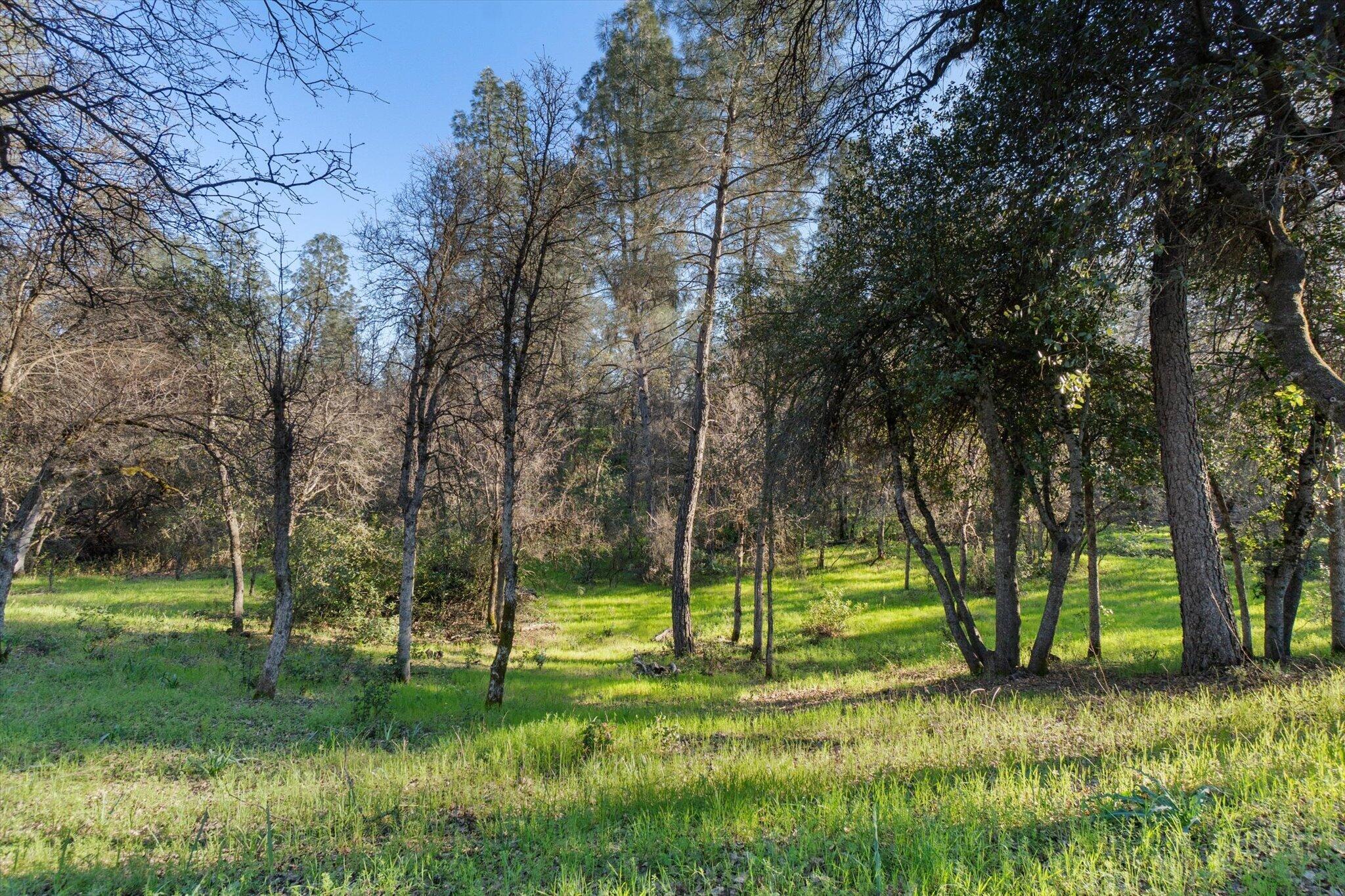 8003 Narrows Way Redding, CA 96001 - Photo 36 of 40 a view of a park with a tree