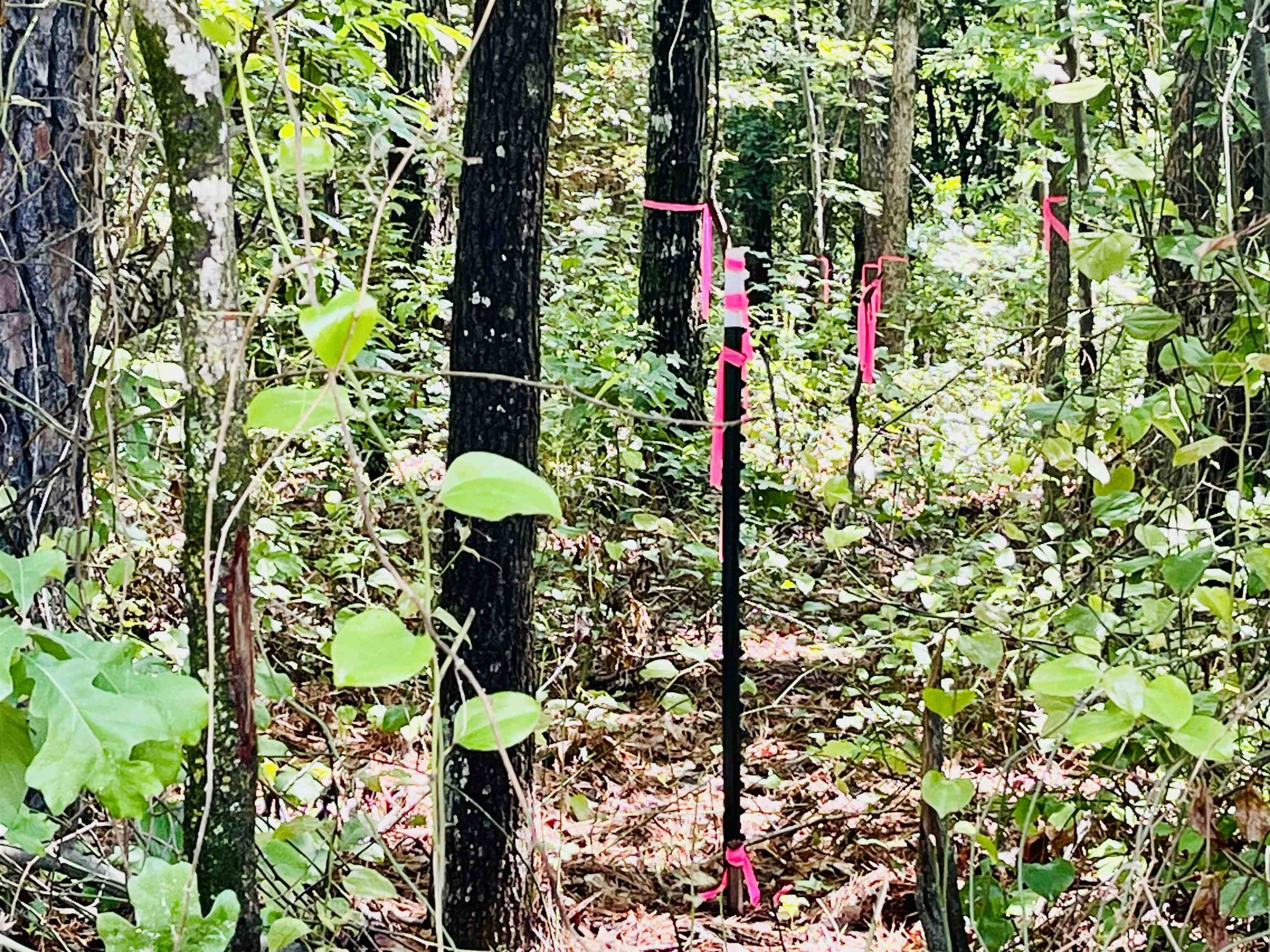 0 Sloan Road Broadway, NC 27505 - Photo 2 of 11 Photo 2