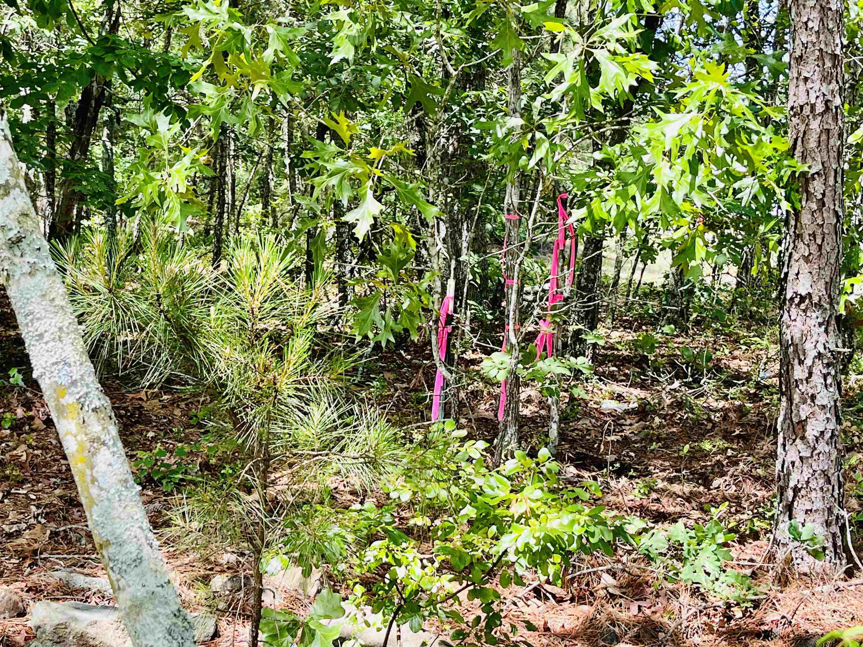 0 Sloan Road Broadway, NC 27505 - Photo 5 of 11 Photo 5