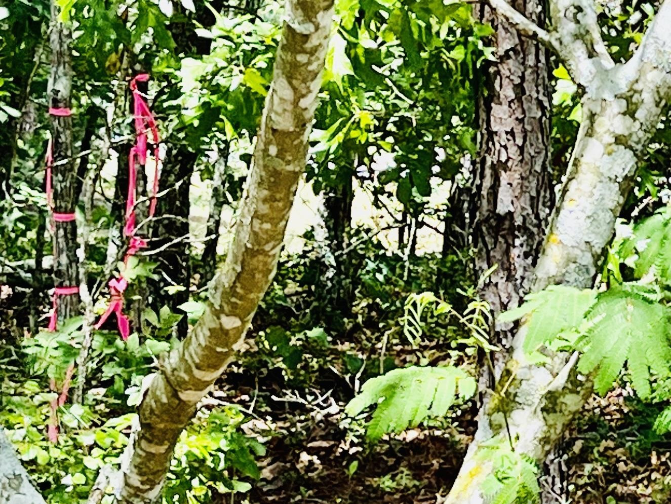 0 Sloan Road Broadway, NC 27505 - Photo 7 of 11 Photo 8