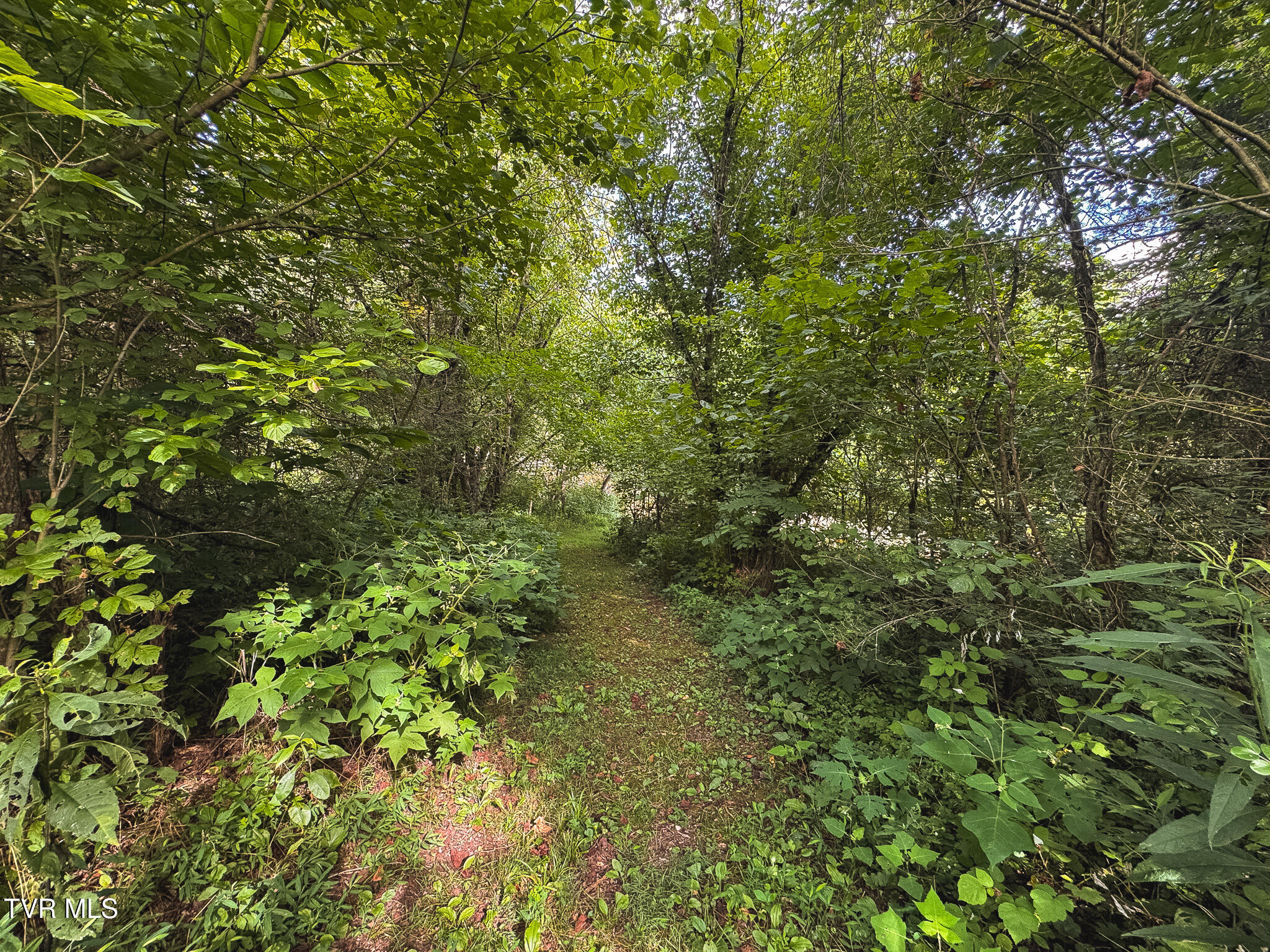 0 Gravely Valley Road Eidson, TN 37731 - Photo 29 of 36 IMG_9742