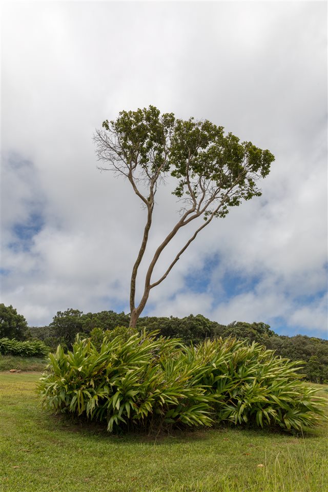 549 Burns Road Haiku, HI 96708 - Photo 12 of 22 a view of a lake