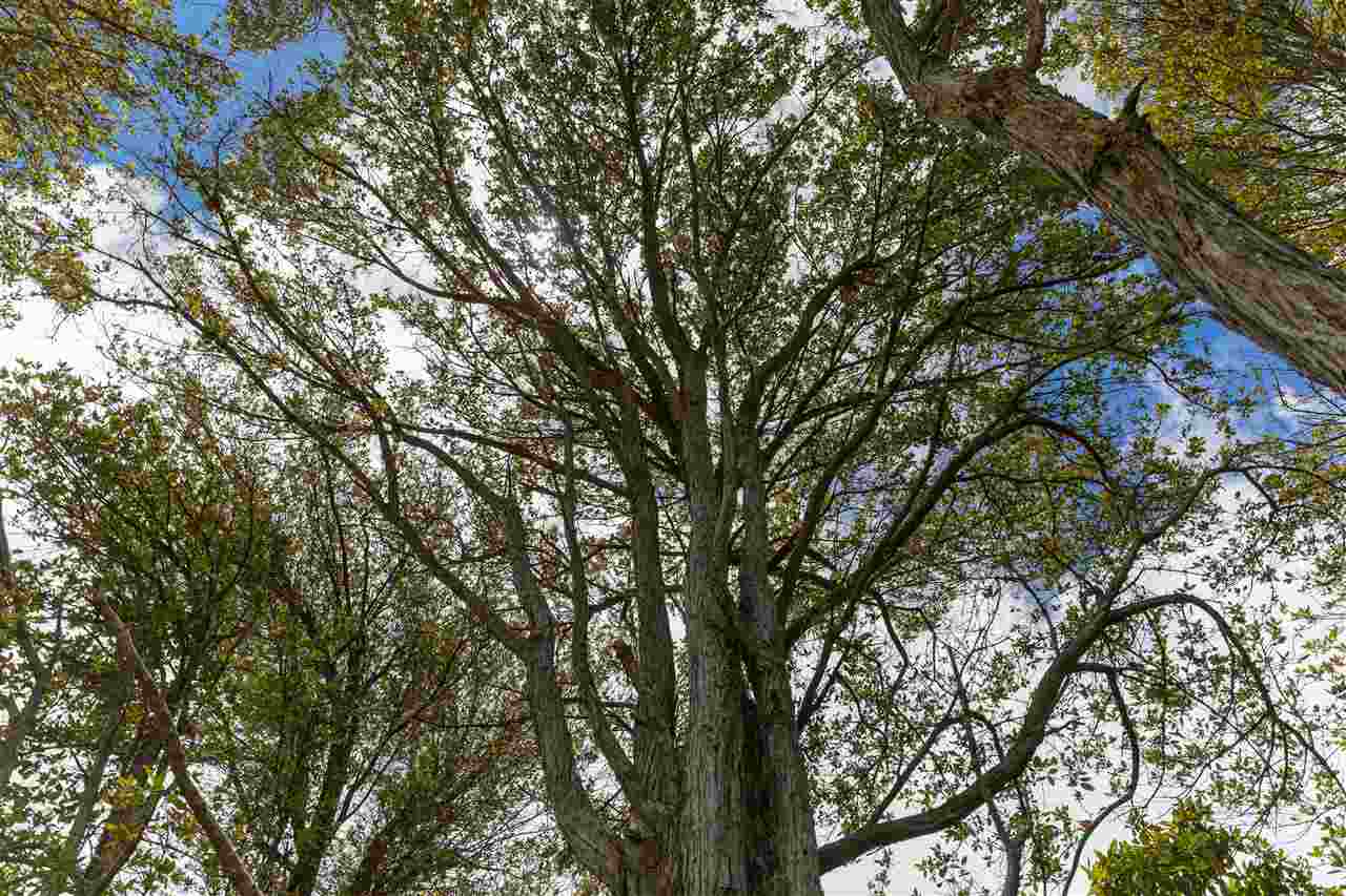 549 Burns Road Haiku, HI 96708 - Photo 15 of 22 a picture of tree