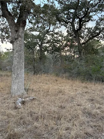 a view of a forest with trees in the background