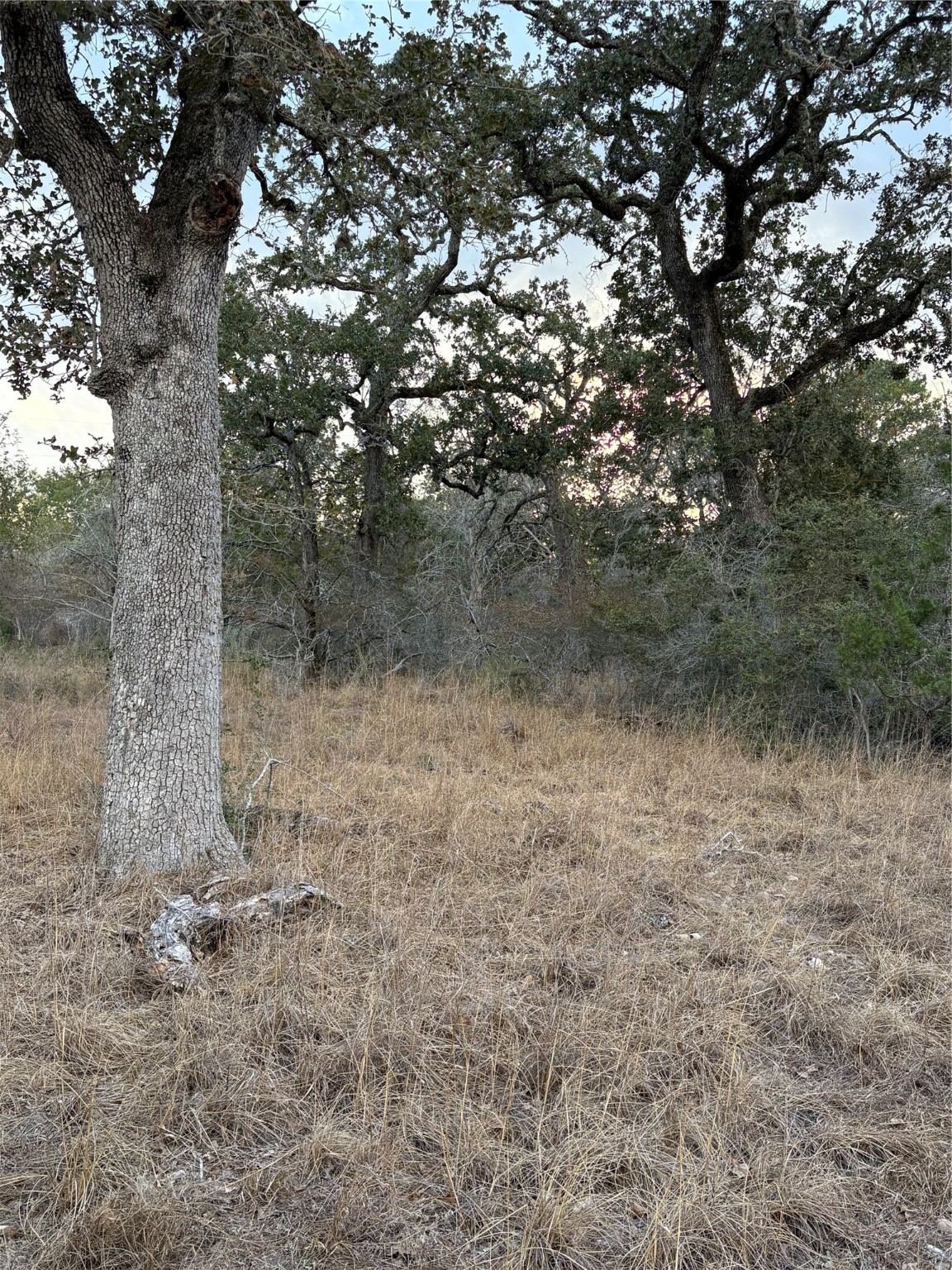 a view of a forest with trees in the background