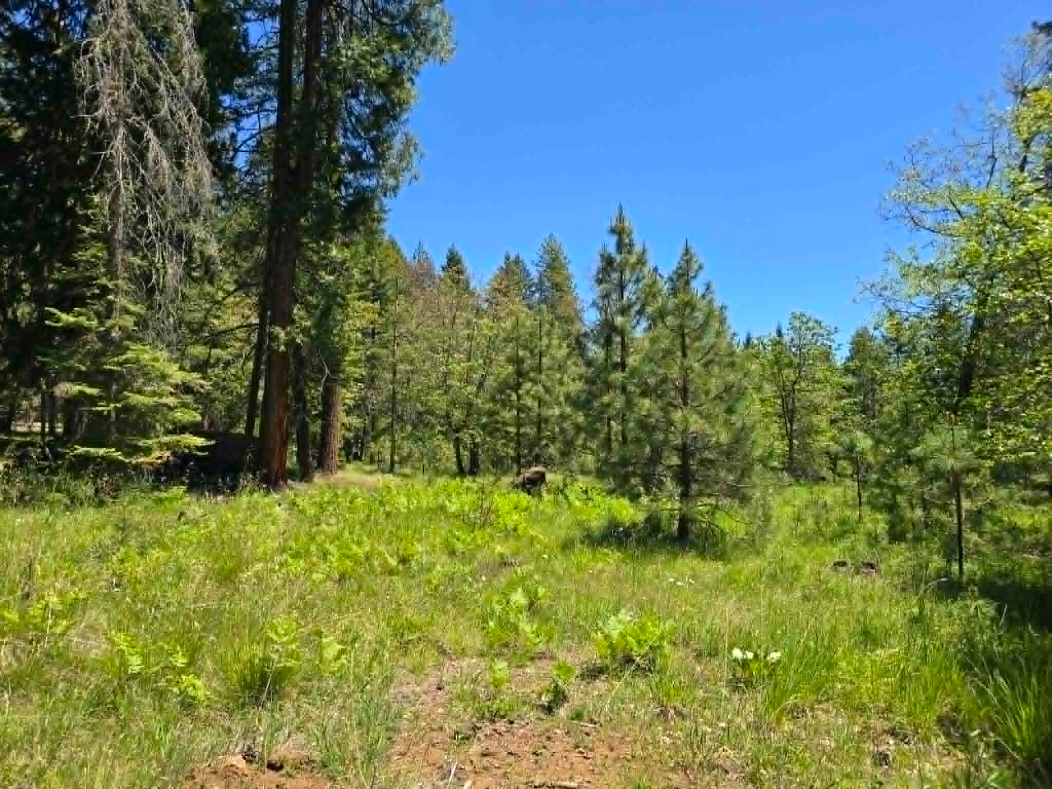836 Ulrich Road Prospect, OR 97536 - Photo 5 of 47 a view of a garden
