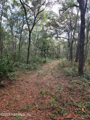 a view of a forest with trees in the background
