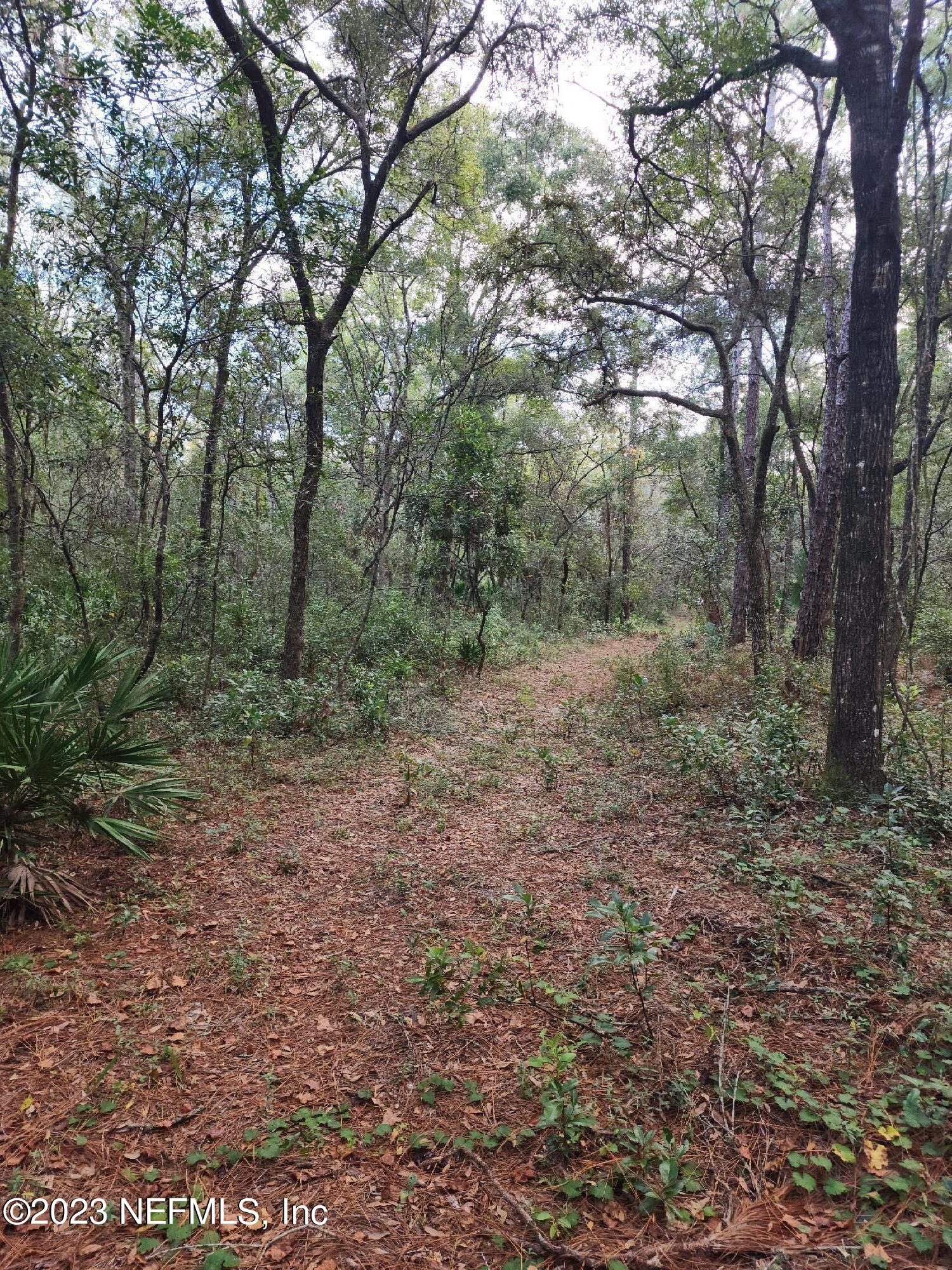 a view of a forest with trees in the background
