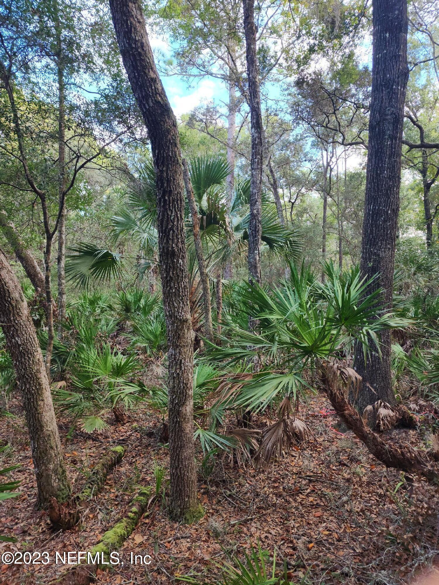 9897 Northwest 56th Place Chiefland, FL 32626 - Photo 2 of 3 a view of a trees in a yard