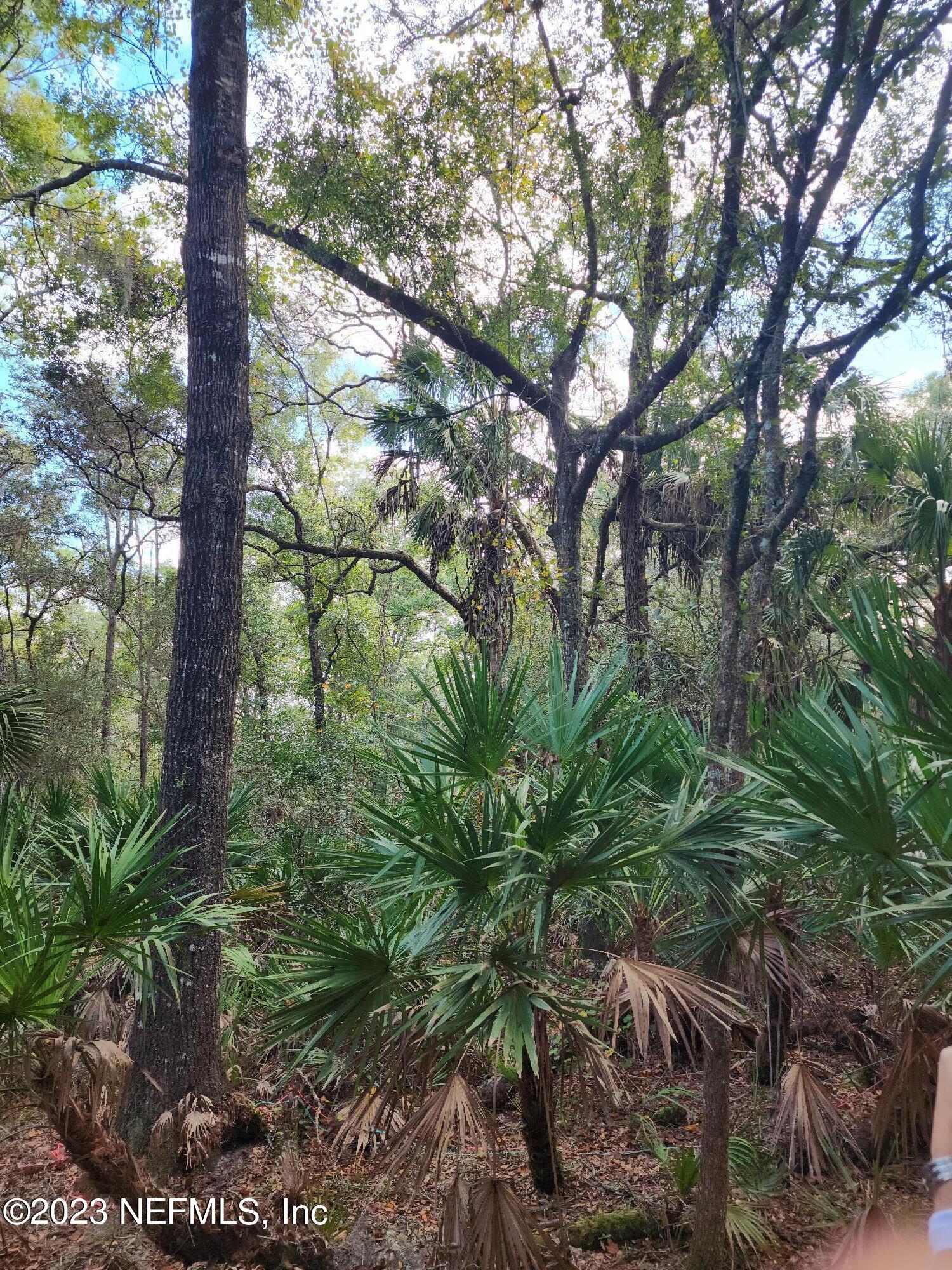 9897 Northwest 56th Place Chiefland, FL 32626 - Photo 3 of 3 a backyard of a house with lots of green space