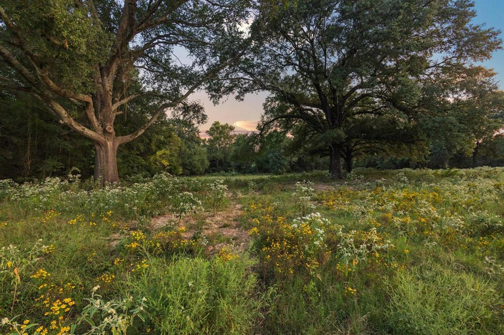0 County Road 2615 Telephone, TX 75488 - Photo 15 of 23 a view of backyard with green space