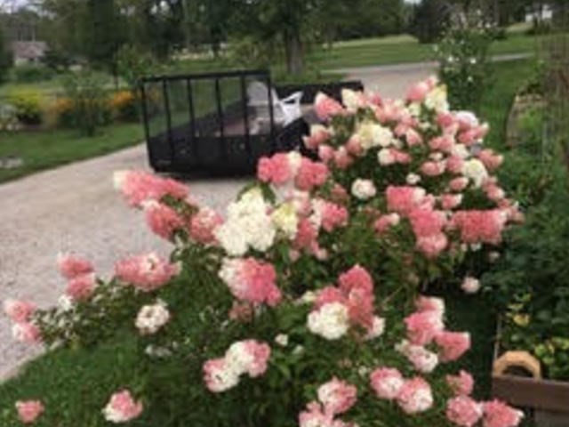 1027 West Kennedy Road Braidwood, IL 60408 - Photo 52 of 55 a view of a flower