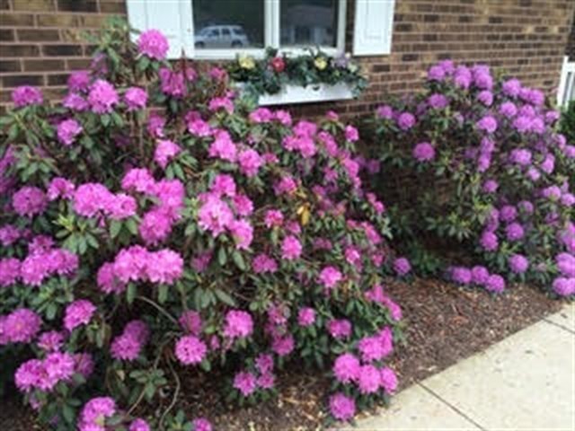 1027 West Kennedy Road Braidwood, IL 60408 - Photo 53 of 55 a view of yard with flowers and flowers