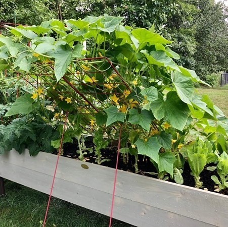 50 Sophia Drive Worcester, MA 01607 - Photo 31 of 37 a view of a garden with a tree
