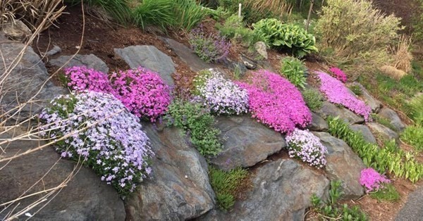 50 Sophia Drive Worcester, MA 01607 - Photo 33 of 37 a view of a flower arrangement in backyard