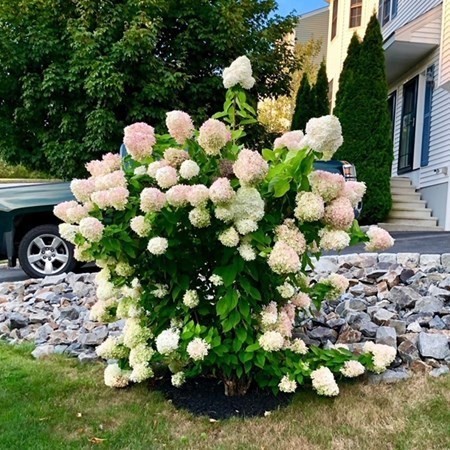 50 Sophia Drive Worcester, MA 01607 - Photo 34 of 37 a bunch of flowers with white and green space