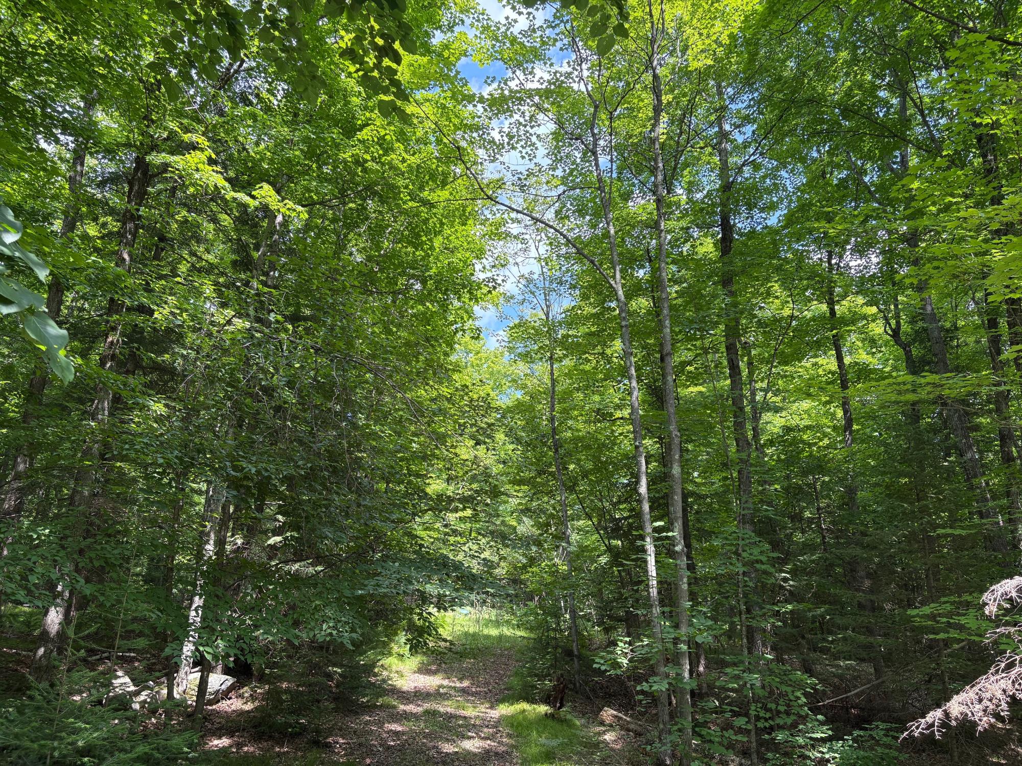 30-acres East Oneida Lane Rhinelander, WI 54501 - Photo 11 of 21 Gallery Image 11