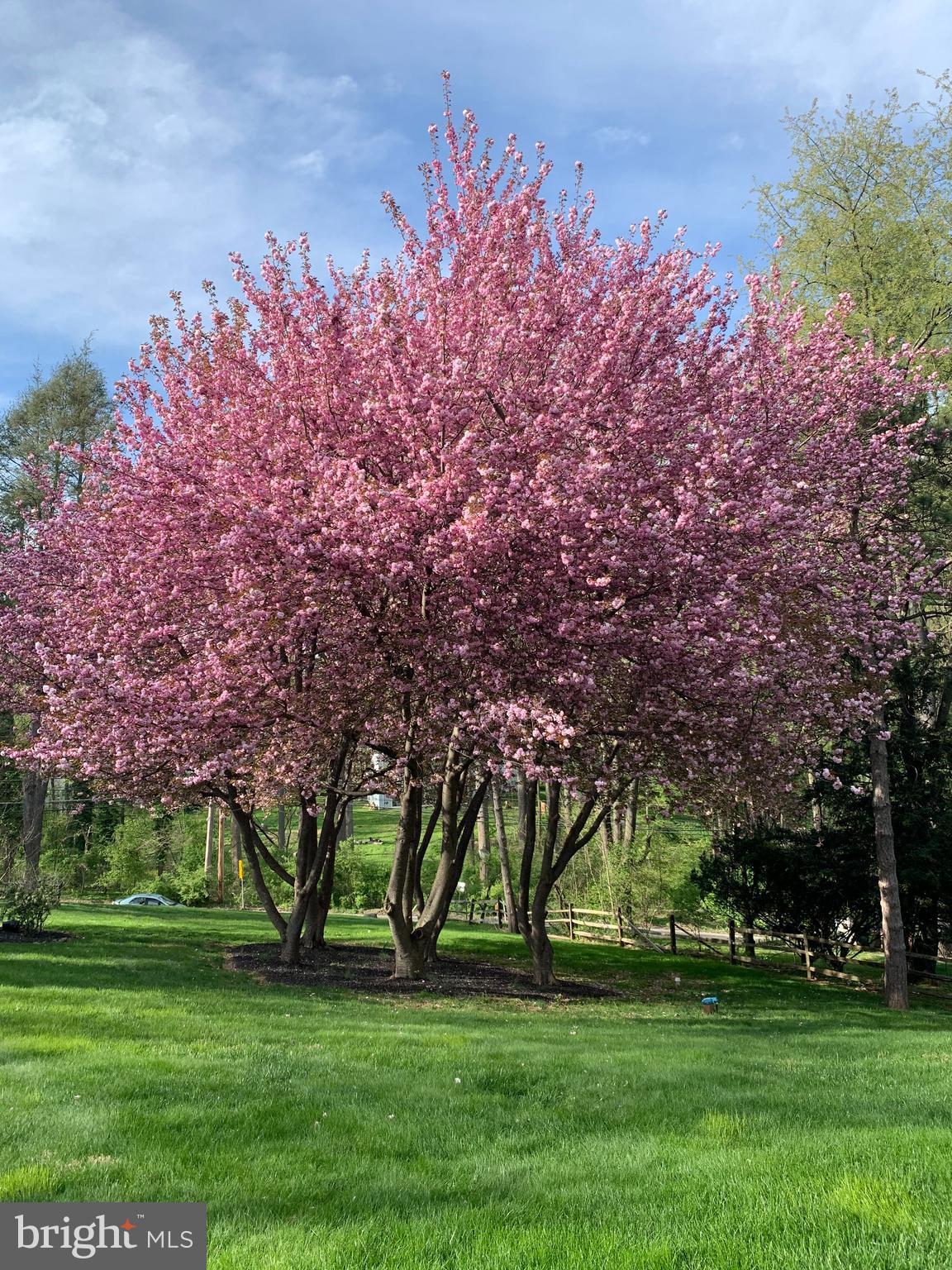 3408 B Goshen Road Newtown Square, PA 19073 - Photo 4 of 44 Front Yard magnificent Cherry Blossom