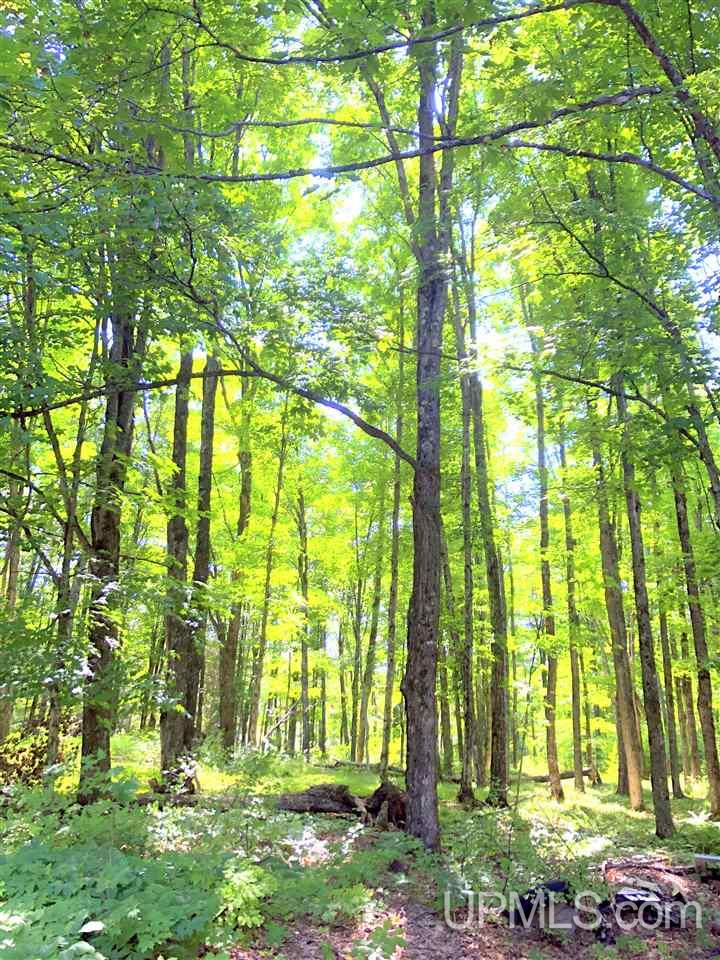 9 Road Trail Felch, MI 49831 - Photo 8 of 42
