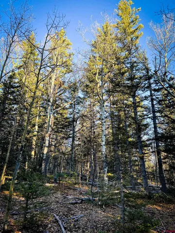 a view of a yard with plants and trees