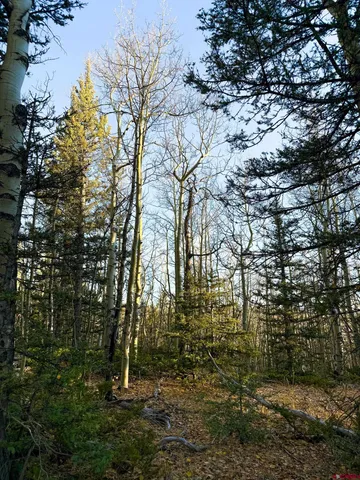 a view of a forest with trees in the background