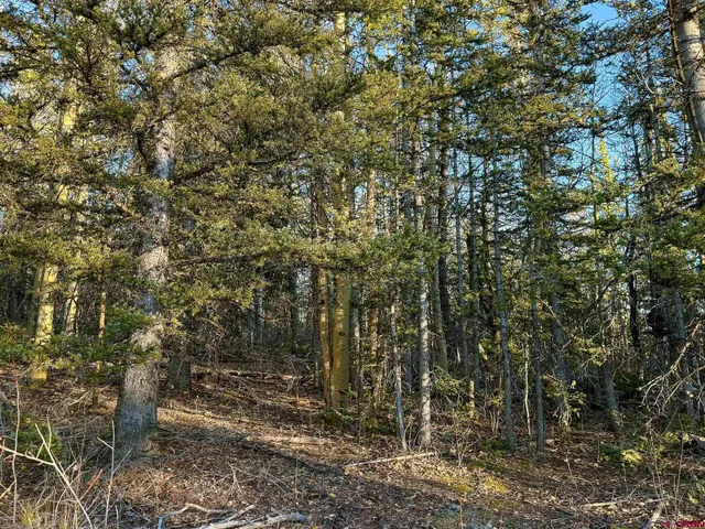 a view of a yard with trees