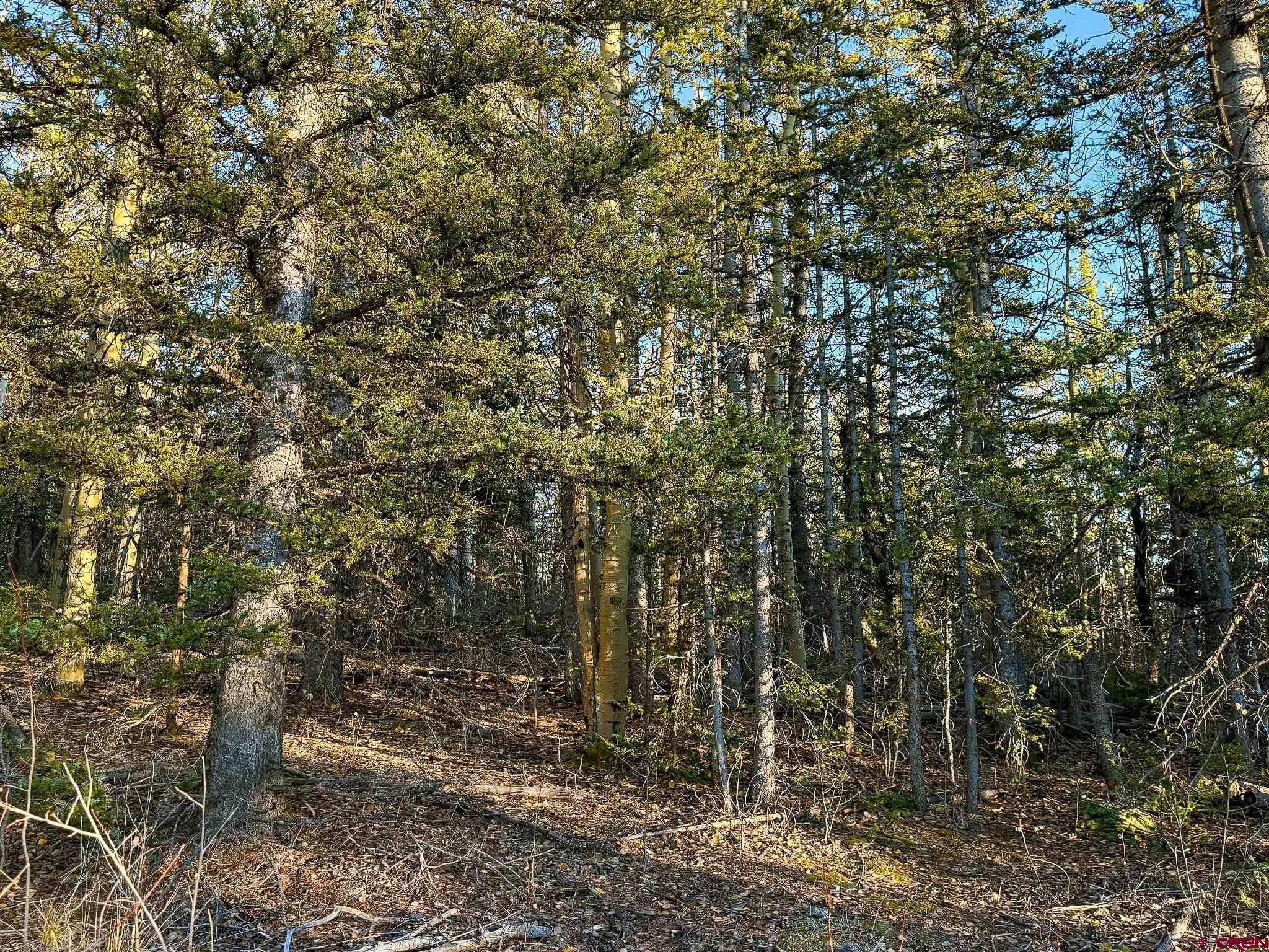 6817 Heckman Road San Luis, CO 81152 - Photo 7 of 8 a view of a forest with trees in the background