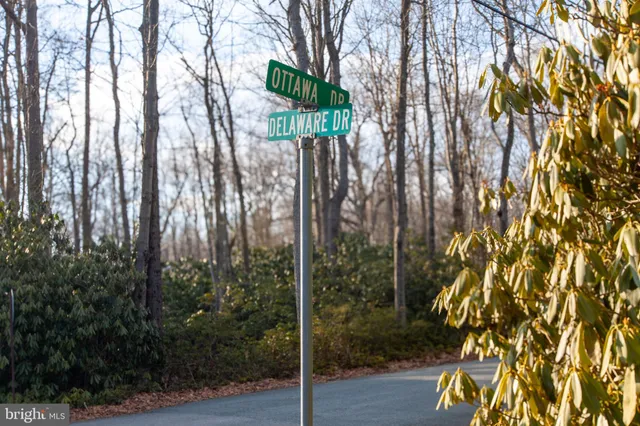 a view of a yard with plants and large trees